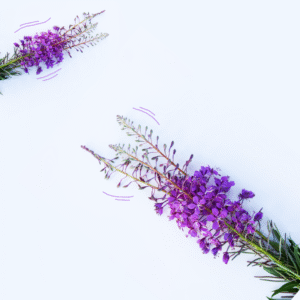 Обновления июля